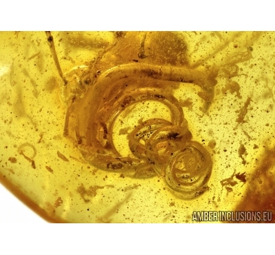 WORM, NEMATODA in Baltic amber #4888