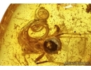 WORM, NEMATODA in Baltic amber #4888