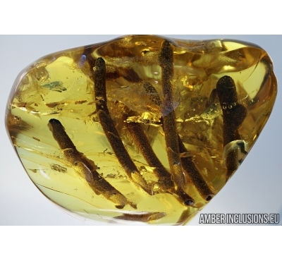 Rare Big 30mm! Plants in Baltic amber #4895