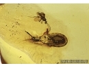 Extremely rare Ambush Bug Phymatidae: Koenigsbergia sp.  in Baltic amber #4902