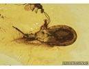 Extremely rare Ambush Bug Phymatidae: Koenigsbergia sp.  in Baltic amber #4902