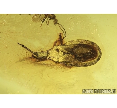 Extremely rare Ambush Bug Phymatidae: Koenigsbergia sp.  in Baltic amber #4902