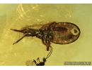 Extremely rare Ambush Bug Phymatidae: Koenigsbergia sp.  in Baltic amber #4902
