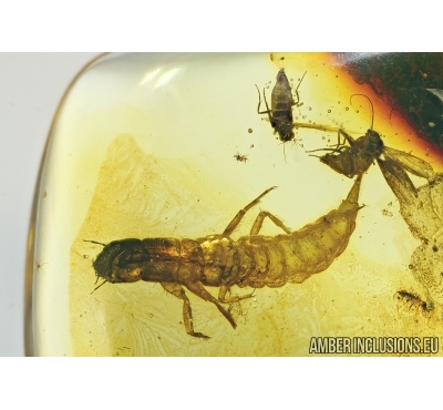 Very Rare Two aquatic insects: Neuroptera larva Osmylidae and Megaloptera larva Sialidae! Baltic amber #4903