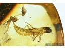 Very Rare Two aquatic insects: Neuroptera larva Osmylidae and Megaloptera larva Sialidae! Baltic amber #4903