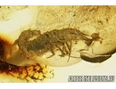 Very Rare Two aquatic insects: Neuroptera larva Osmylidae and Megaloptera larva Sialidae! Baltic amber #4903