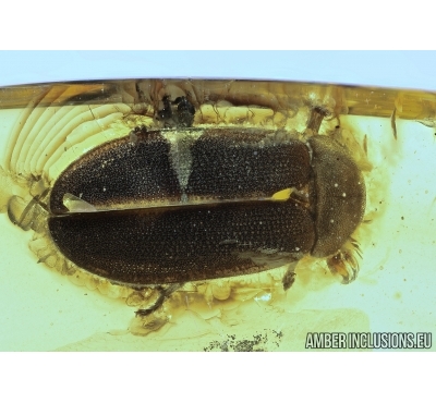 Very rare Firefly, Lampyridae. Probably new spec. Fossil insect in Baltic amber #4908