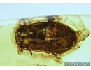 Very rare Firefly, Lampyridae. Probably new spec. Fossil insect in Baltic amber #4908