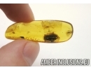 Very rare Firefly, Lampyridae. Probably new spec. Fossil insect in Baltic amber #4908