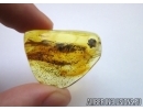 Flower in Baltic amber #4917