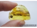 Flower in Baltic amber #4917
