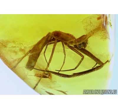 VERY RARE ULOBORIDAE, Eomiagrammopes. Hackled Orb Weaver Spider in Baltic amber #4923