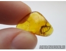 VERY RARE ULOBORIDAE, Eomiagrammopes. Hackled Orb Weaver Spider in Baltic amber #4923