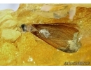 VERY BIG 19mm! TERMITE ISOPTERA in BIG 38g BALTIC AMBER #4933