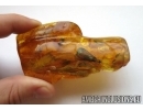 VERY BIG 19mm! TERMITE ISOPTERA in BIG 38g BALTIC AMBER #4933