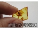 Mycetophilidae Fungus gnat with Mite Acari in Baltic amber #4942