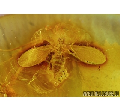 Psychodidae, Moth fly with eggs in Baltic amber #4963