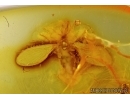 Psychodidae, Moth fly with eggs in Baltic amber #4963