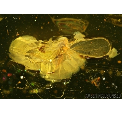 WHITEFLY, ALEYRODOIDEA in Baltic amber #4967