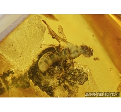 Sand Wasp, Hymenoptera, Crabronidae, Crossocerus. Fossil inclusion in Baltic amber #4969