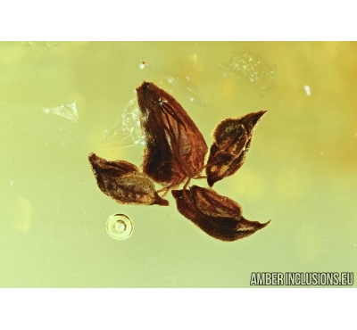 Flower in Baltic amber #4982