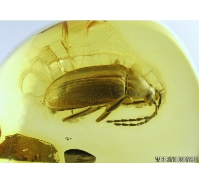 Very nice Darkling beetle, Tenebrionidae, Alleculinae. Fossil insect in Baltic amber #4993