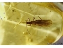 Plecoptera, stonefly in Baltic amber #5016