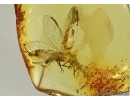 EXTREMELY RARE SNAKEFLY, RAPHIDIOPTERA in Baltic amber #5024