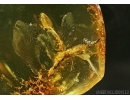 EXTREMELY RARE SNAKEFLY, RAPHIDIOPTERA in Baltic amber #5024