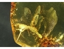 EXTREMELY RARE SNAKEFLY, RAPHIDIOPTERA in Baltic amber #5024