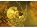 Scuttle Fly Brachycera: Phoridae in Baltic amber #5044