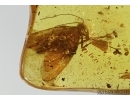 Lepidoptera, Moth in Baltic amber #5066