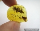 Lepidoptera, Moth in Baltic amber #5066