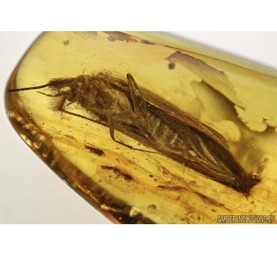 TRICHOPTERA,  BIG CADDISFLY In BALTIC AMBER #5086