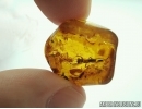 MANTOPHASMATODEA, Very rare Gladiator in BALTIC AMBER 5087