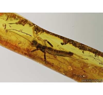 PHASMATODEA, WALKING STICK and Mammalian hair  In BALTIC AMBER #5089