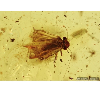 PSOCOPTERA, PSOCID 5110