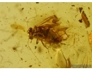 PSOCOPTERA, PSOCID 5110