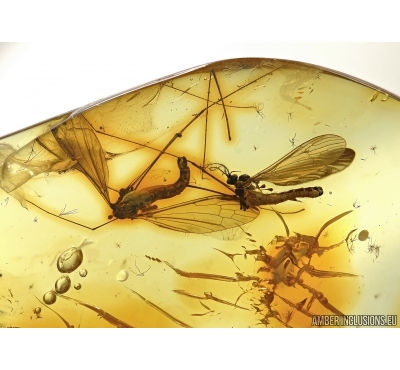 Limoniinae, Elephantomyia pulchella, Crane fly and Macrocerinae, Predatory Fungus Gnat  in Baltic amber #5158