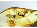 Limoniinae, Elephantomyia pulchella, Crane fly and Macrocerinae, Predatory Fungus Gnat  in Baltic amber #5158