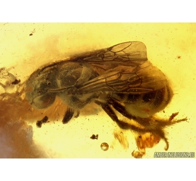 APOIDEA, Honey Bee in Baltic amber #5165