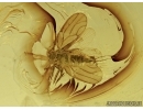 Rare Psyllid, Psylloidea and Mite in Baltic amber #5182