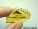 Rare Caddisfly in Baltic amber Stone #5203