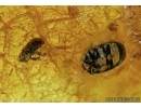 Three Beetles and Gall Midge Cecidomyiidae in Baltic amber #5230