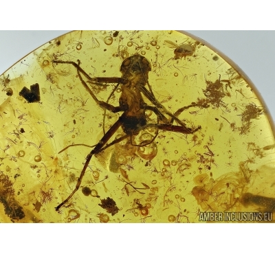 PHASMATODEA, WALKING STICK In BALTIC AMBER #5253