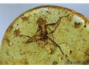 PHASMATODEA, WALKING STICK In BALTIC AMBER #5253