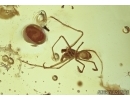 Archaeidae Spider and Coleoptera Beetle in Baltic amber #5266