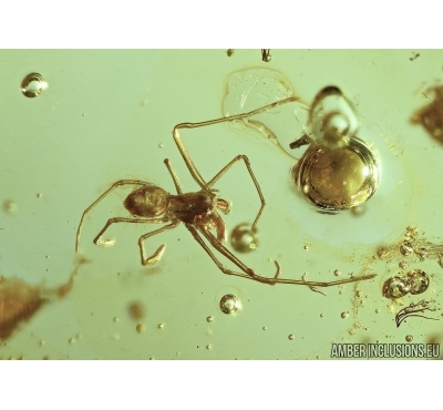 Archaeidae Spider and Coleoptera Beetle in Baltic amber #5266