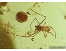 Archaeidae Spider and Coleoptera Beetle in Baltic amber #5266