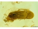 Archaeidae Spider and Coleoptera Beetle in Baltic amber #5266